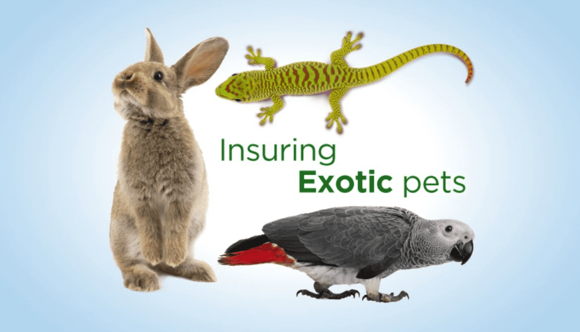 Pet Insurance