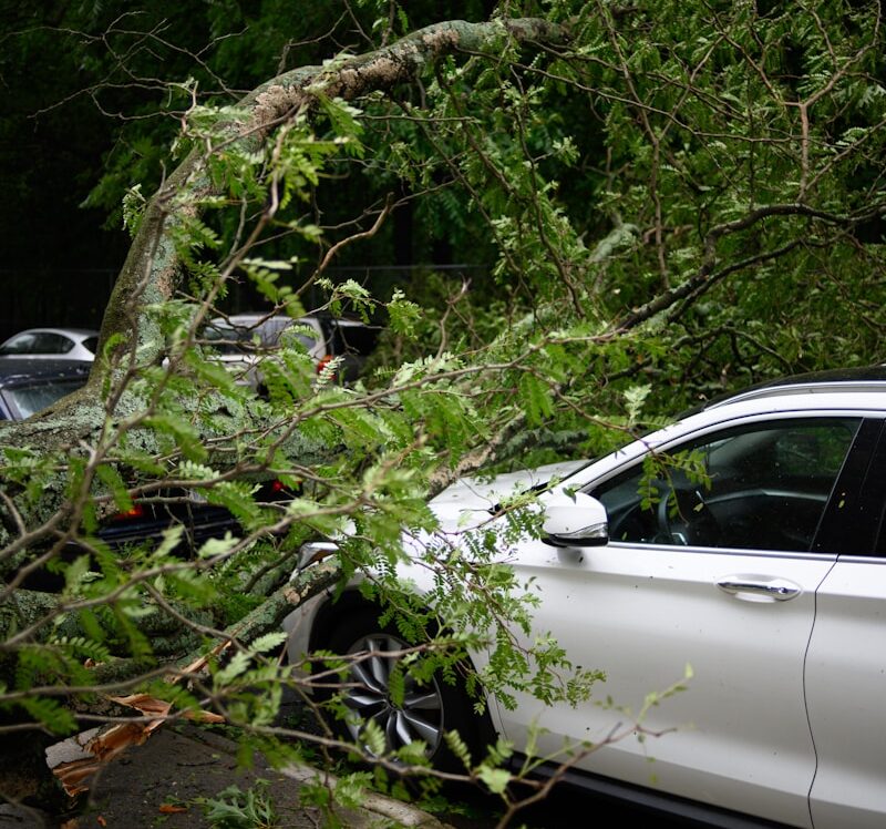 Who Is Responsible When a Tree Falls? – Insurance Coverage 101